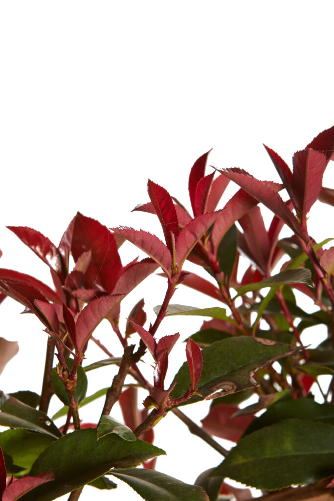 PHOTINIA X FRASEREI ROBUSTA COMPATTA
