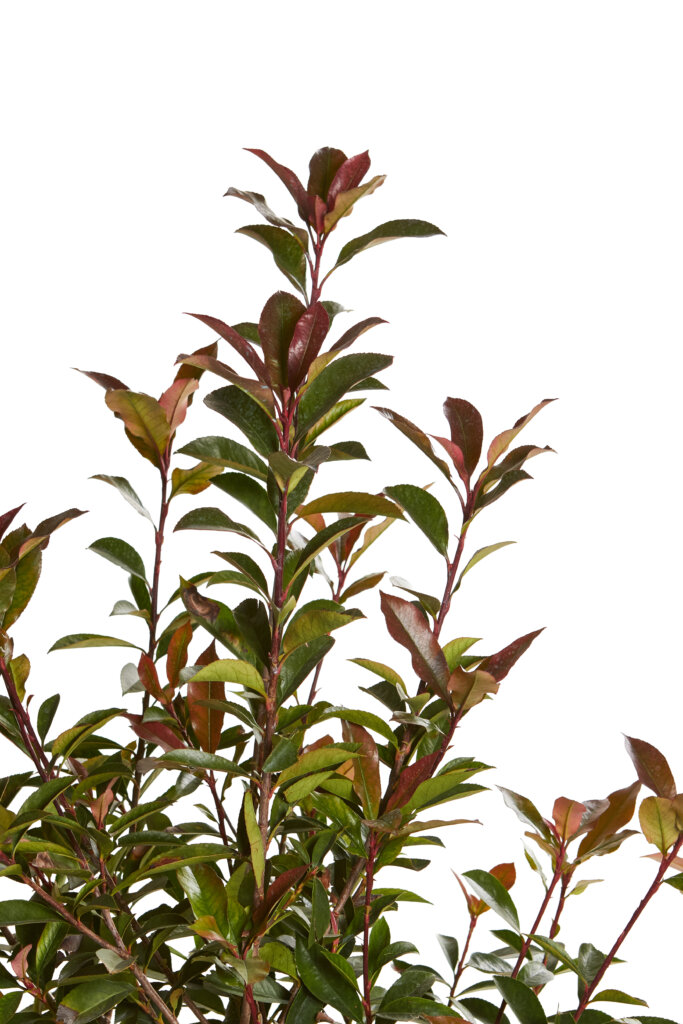 PHOTINIA X FRASEREI ROBUSTA COMPATTA
