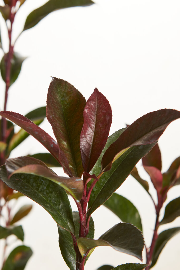 PHOTINIA X FRASEREI ROBUSTA COMPATTA