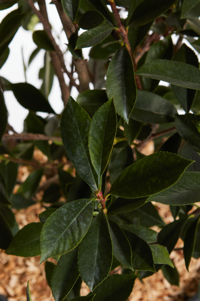 PHOTINIA X FRASEREI ROBUSTA COMPATTA