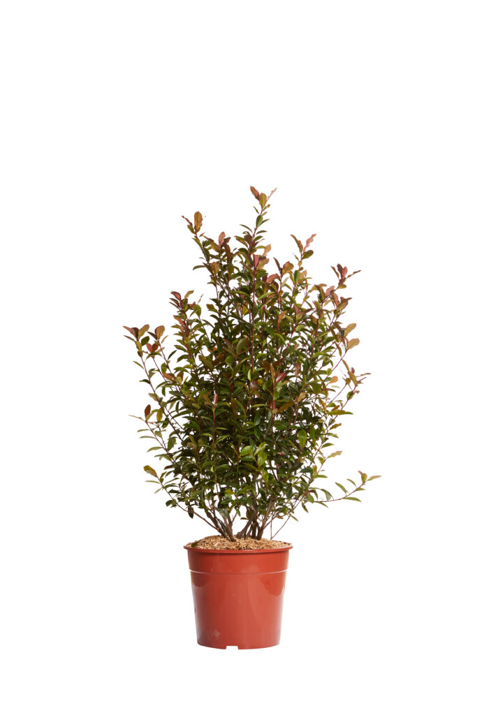 PHOTINIA X FRASEREI ROBUSTA COMPATTA