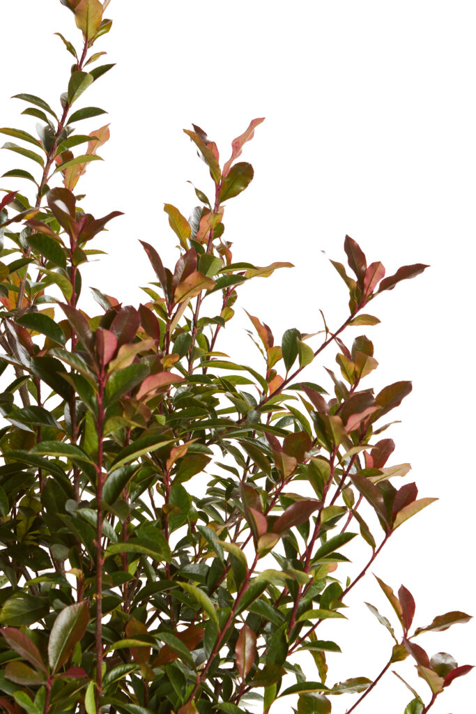 PHOTINIA X FRASEREI ROBUSTA COMPATTA