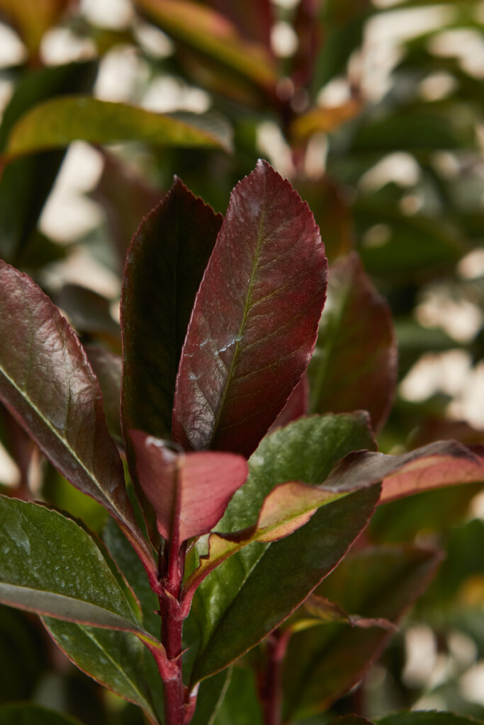 PHOTINIA X FRASEREI ROBUSTA COMPATTA