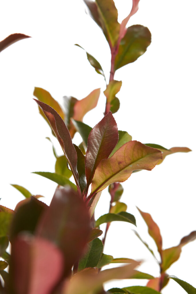 PHOTINIA X FRASEREI ROBUSTA COMPATTA