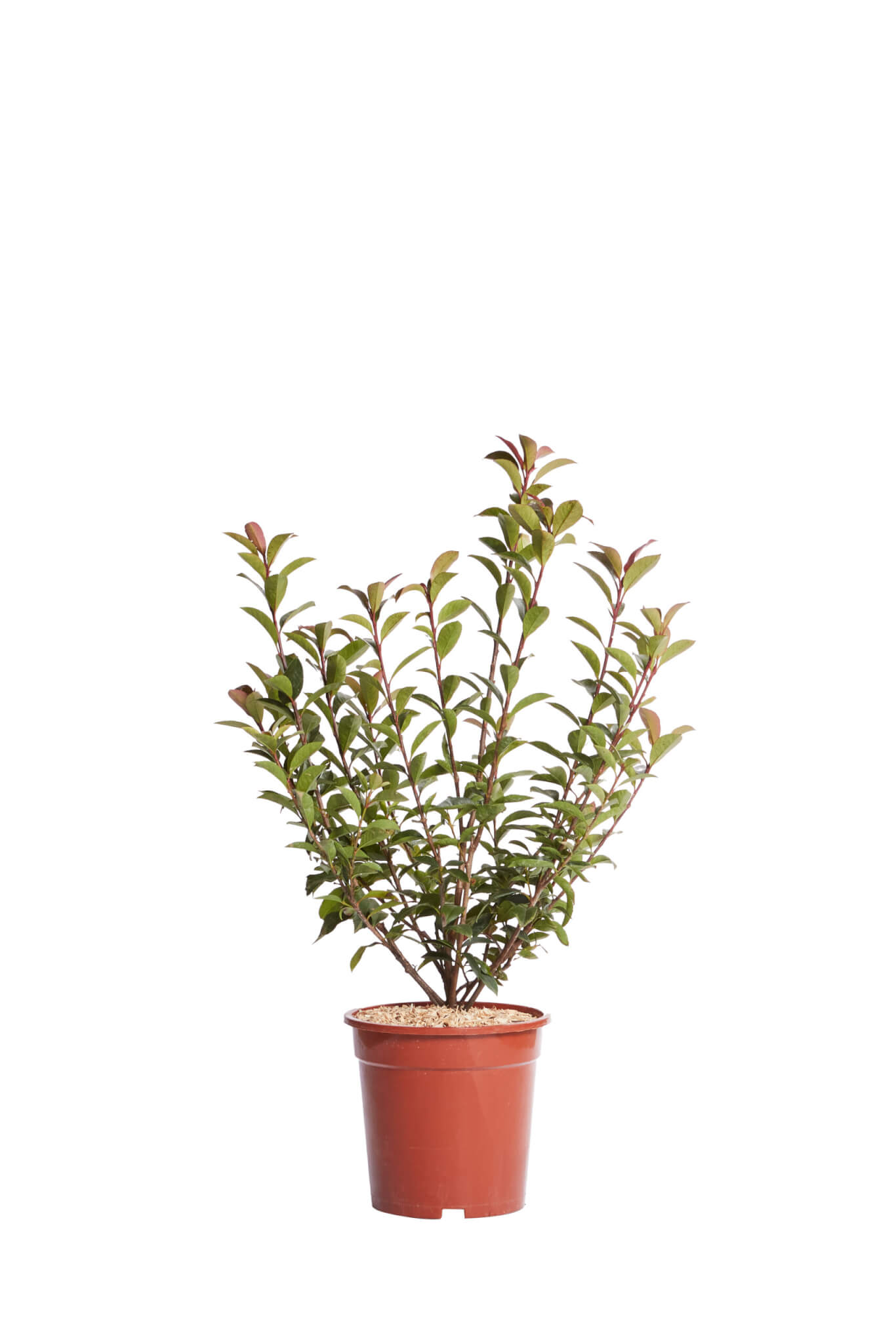 PHOTINIA X FRASEREI ROBUSTA COMPATTA