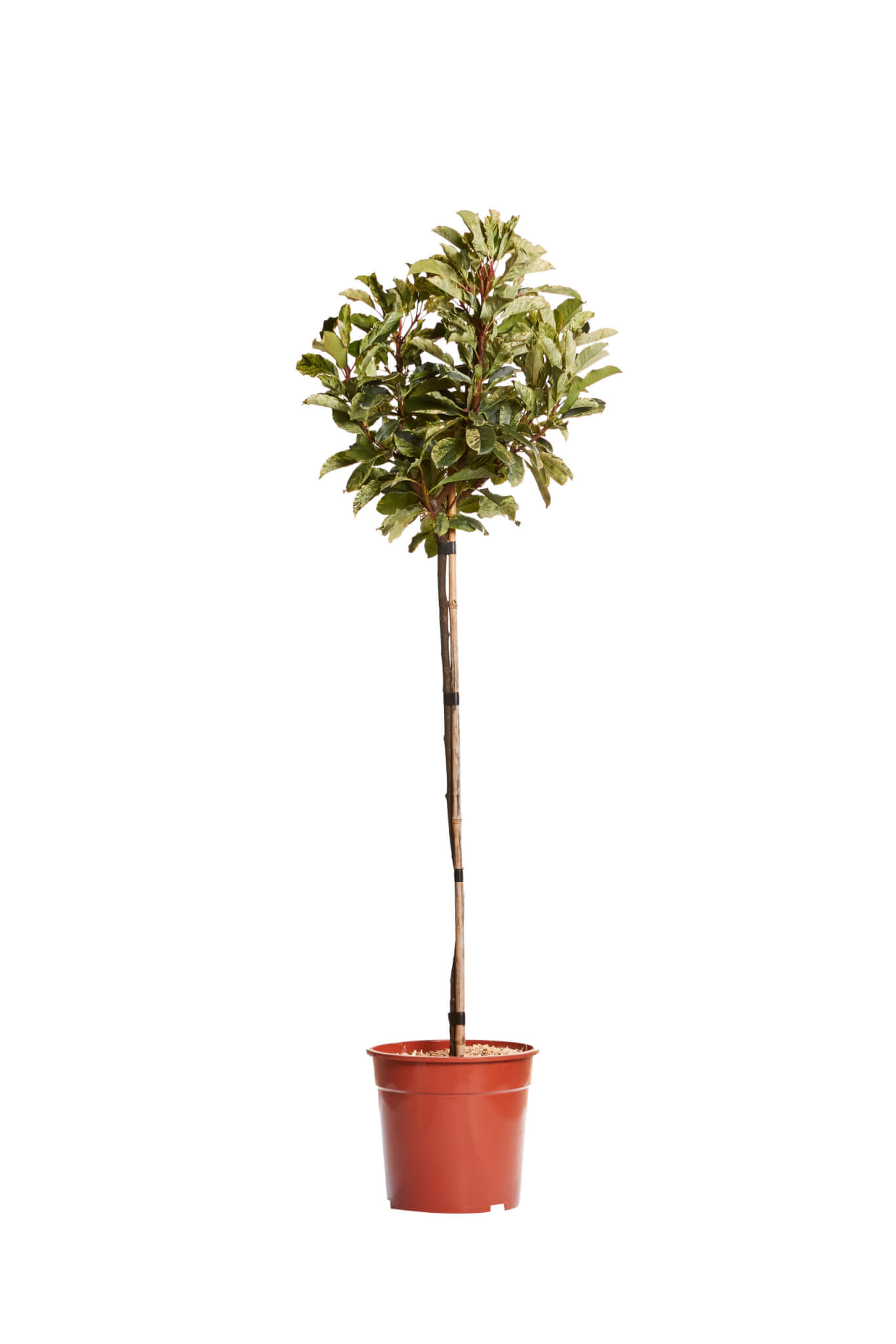 PHOTINIA SERRATIFOLIA PINK CRISPY