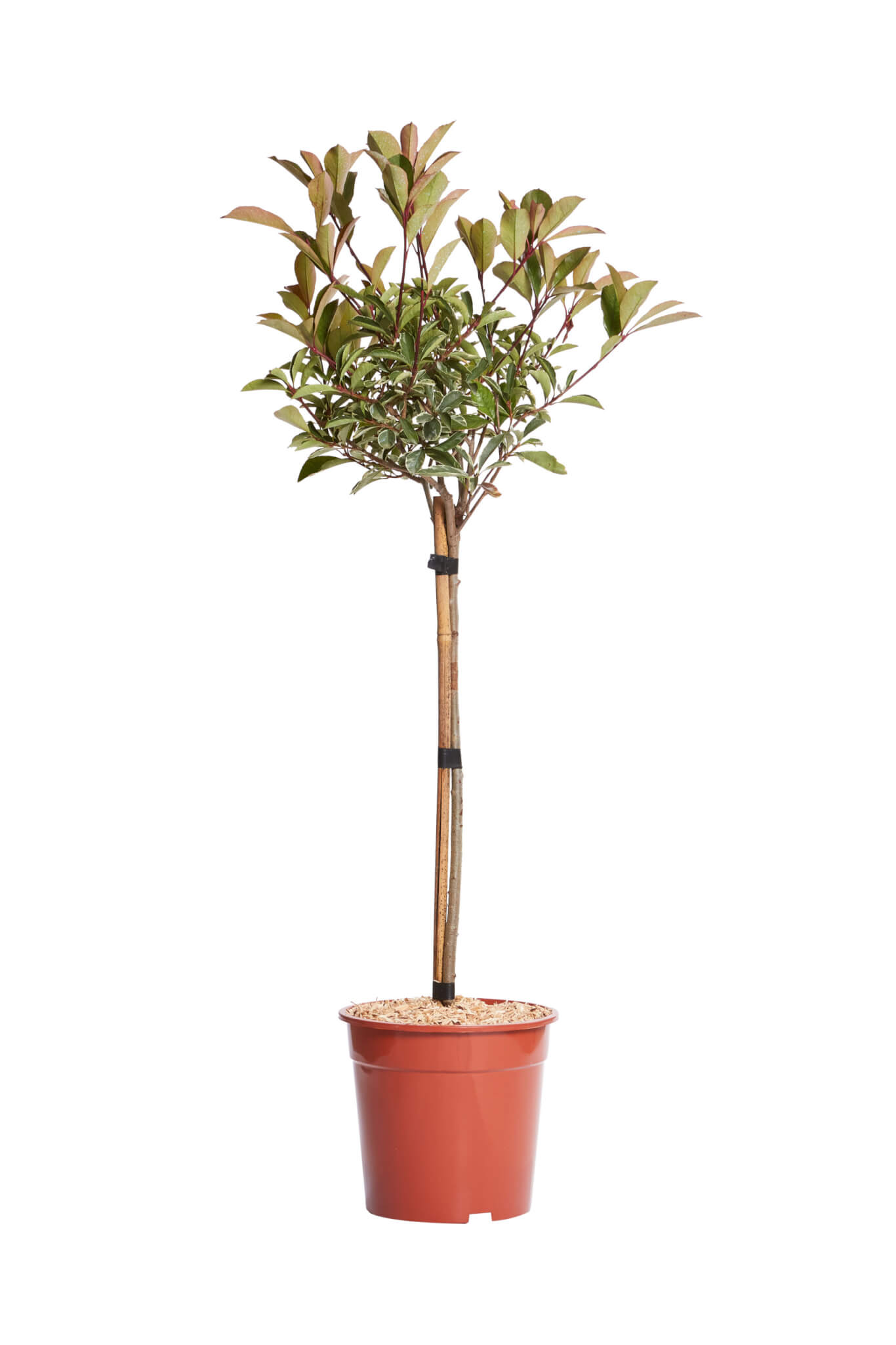 PHOTINIA X FRASERI PINK MARBLE(R-ROYALTY)