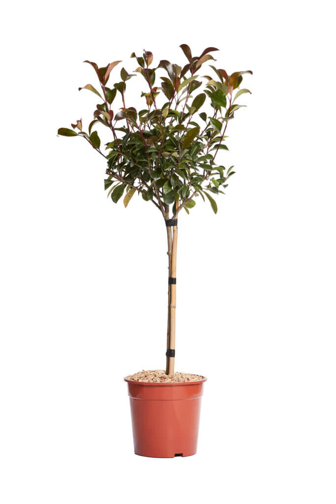 PHOTINIA X FRASEREI RED ROBIN