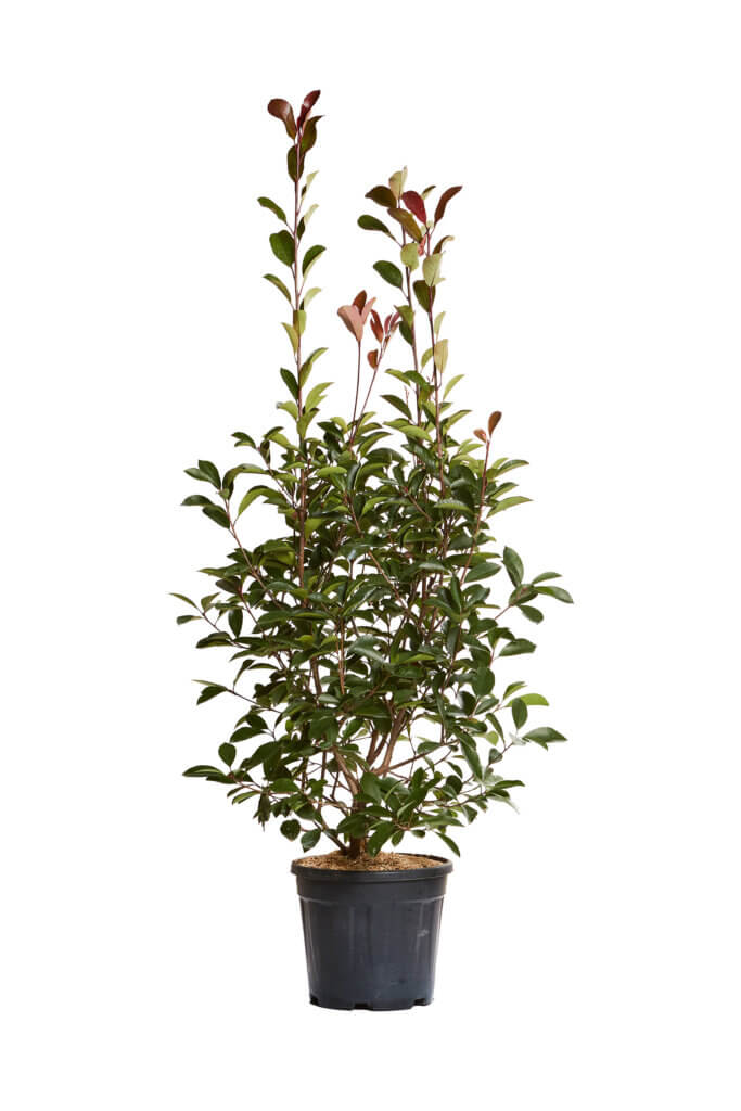 PHOTINIA X FRASEREI RED ROBIN