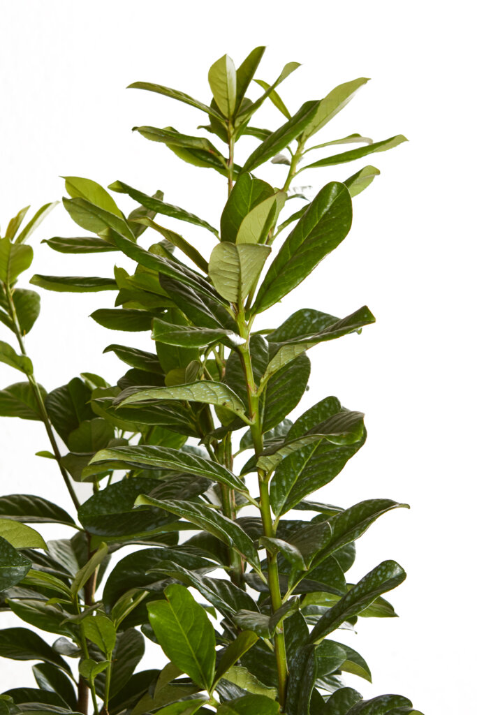 PRUNUS LAUROCERASUS NOVITAL