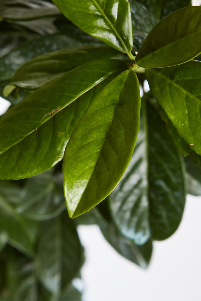 PRUNUS LAUROCERASUS NOVITAL