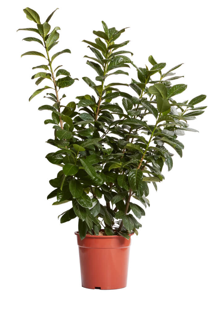 PRUNUS LAUROCERASUS NOVITAL