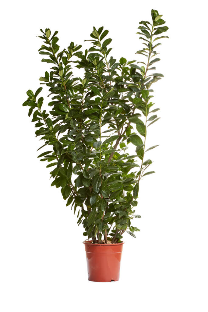 PRUNUS LAUROCERASUS NOVITAL