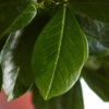 Prunus laurocerasus