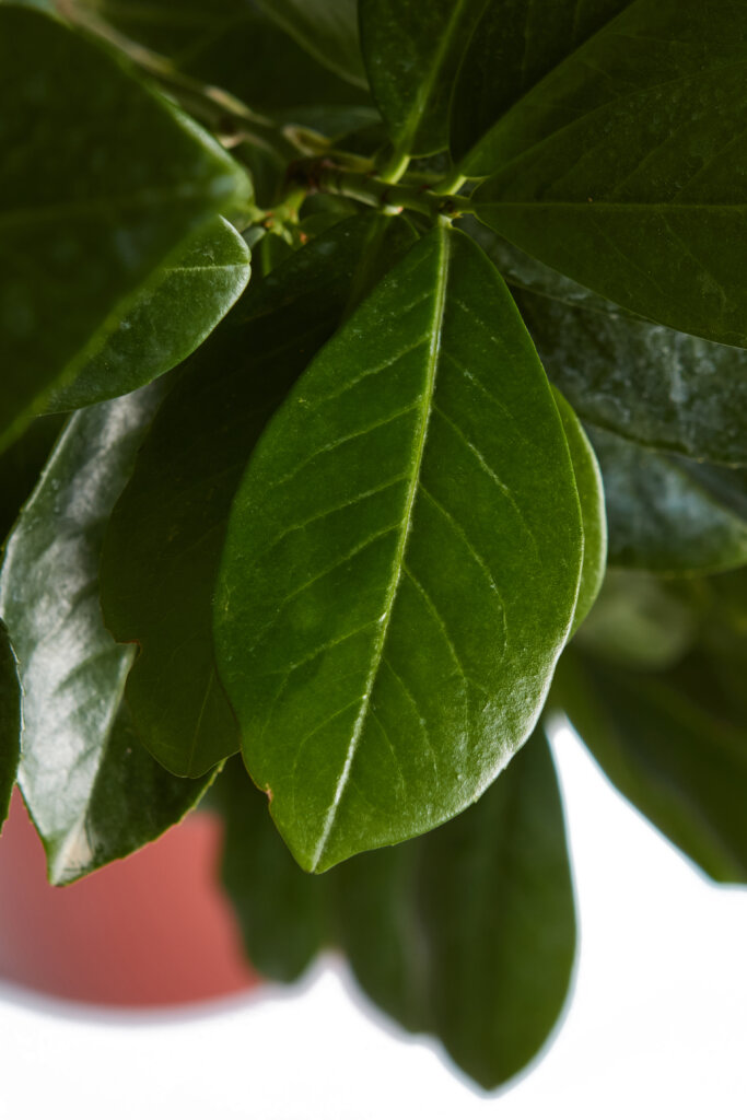 PRUNUS LAUROCERASUS NOVITAL