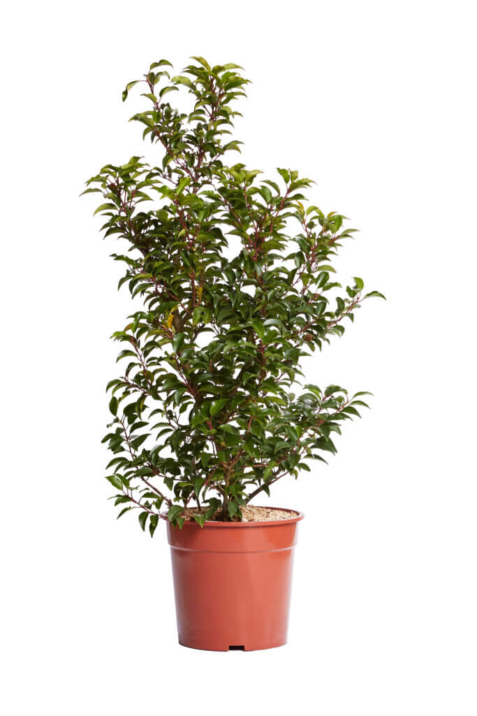 PRUNUS LUSITANICA BRENELIA(R-ROYALTY)