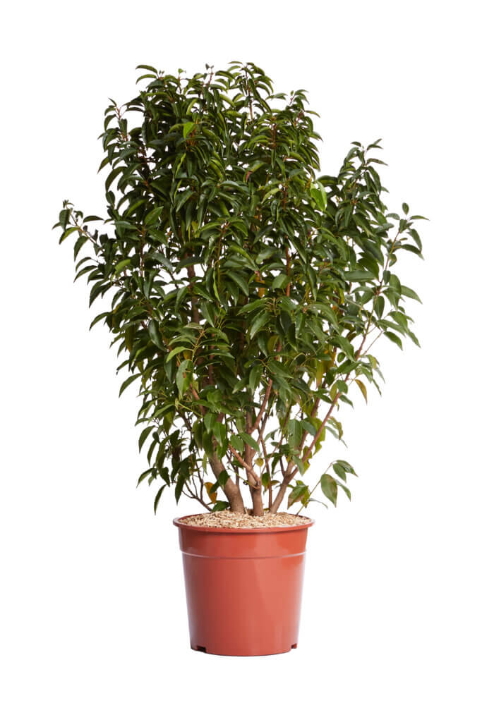 VIBURNUM TINUS EVE PRICE
