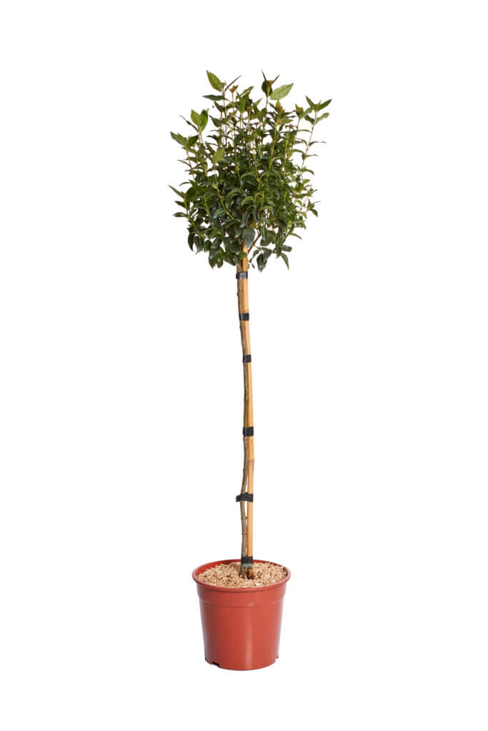 VIBURNUM TINUS EVE PRICE