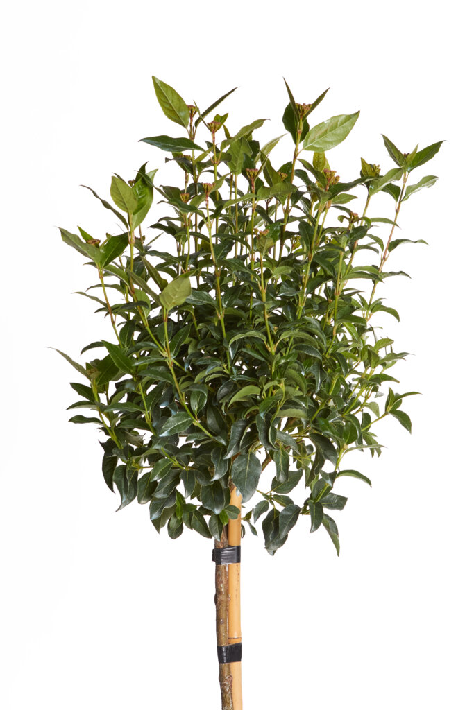 VIBURNUM TINUS EVE PRICE