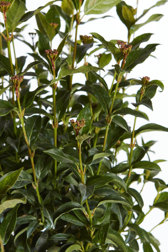 VIBURNUM TINUS EVE PRICE