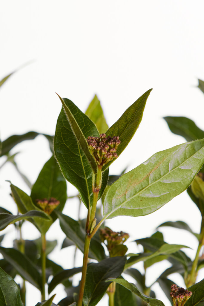VIBURNUM TINUS EVE PRICE