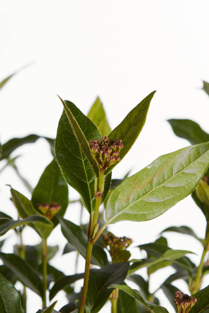 VIBURNUM TINUS EVE PRICE