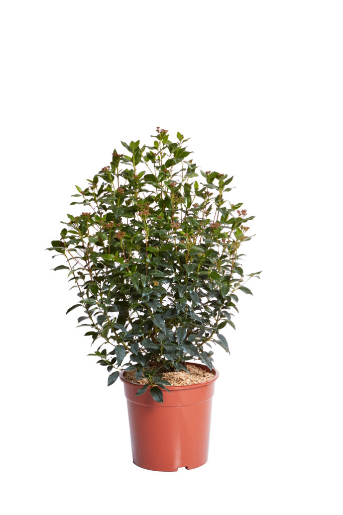 VIBURNUM TINUS EVE PRICE