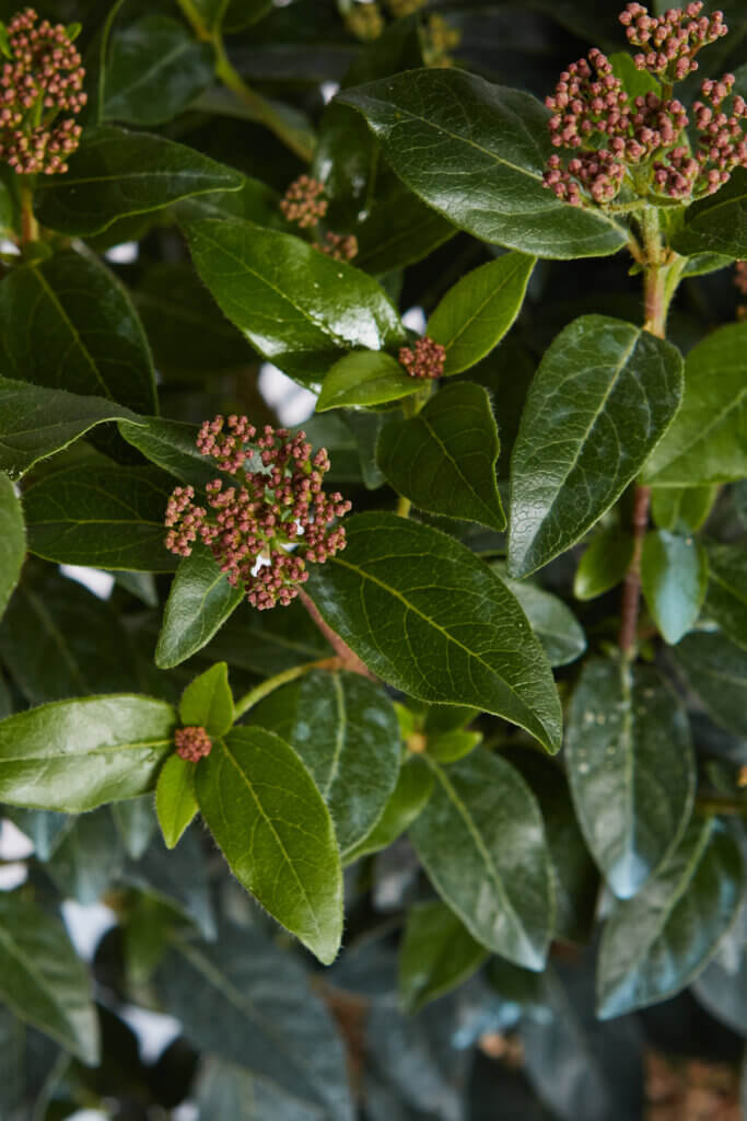 VIBURNUM TINUS EVE PRICE