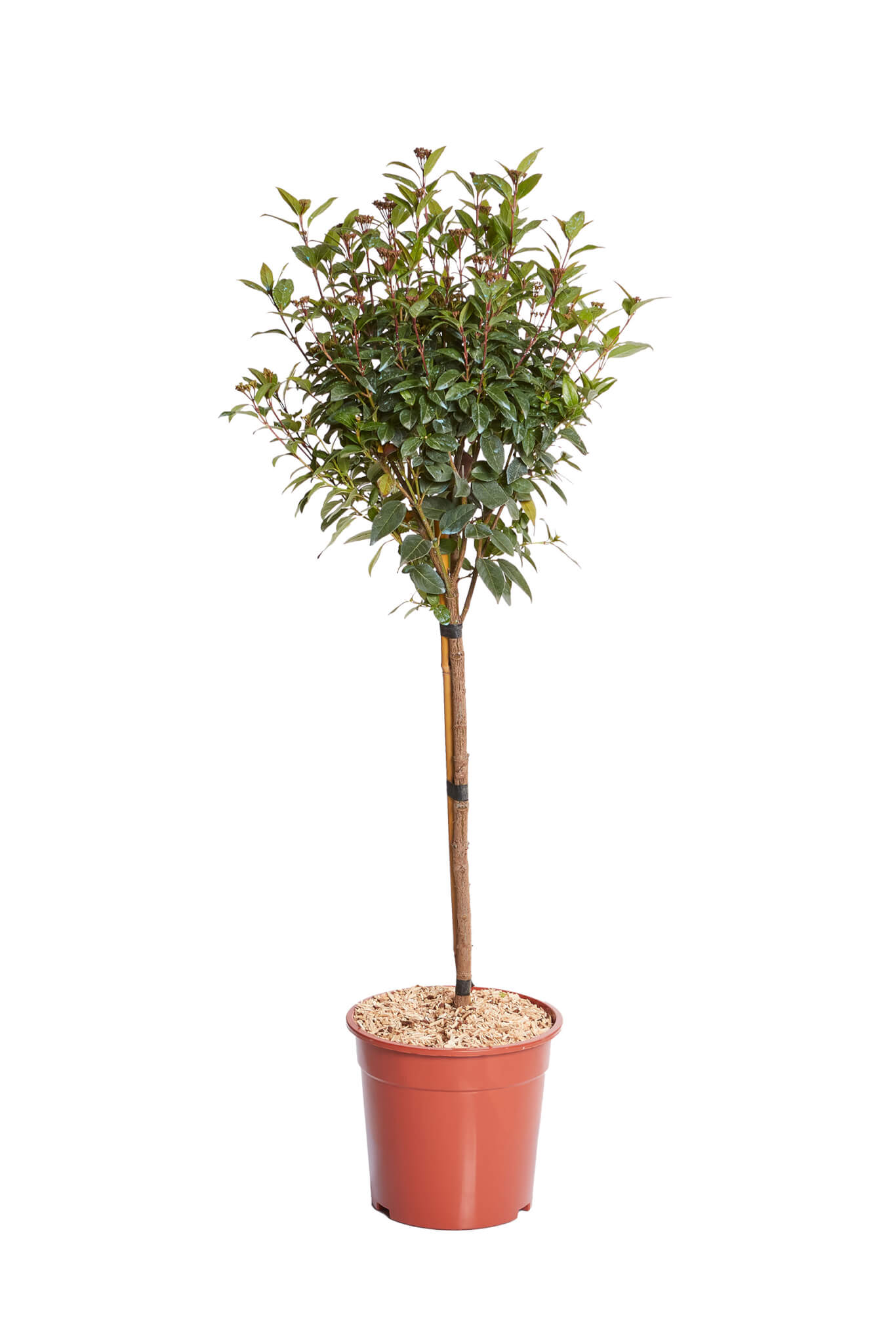 VIBURNUM TINUS EVE PRICE