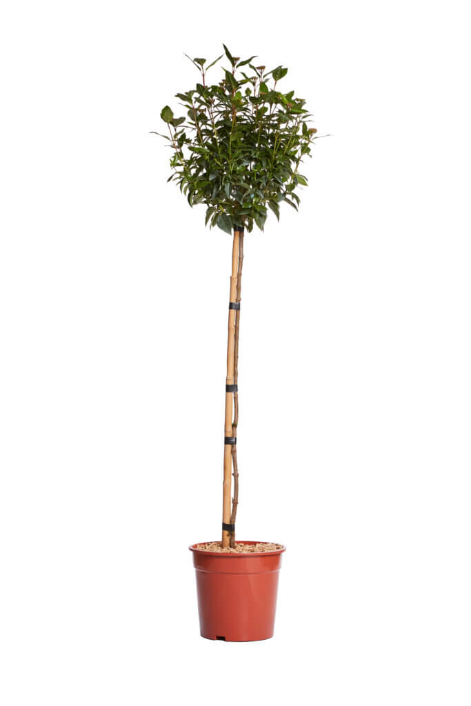 VIBURNUM TINUS SPIRIT (R-ROYALTY)