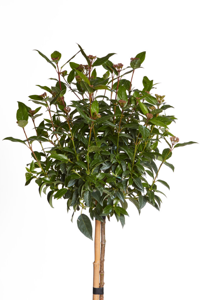 VIBURNUM TINUS SPIRIT (R-ROYALTY)