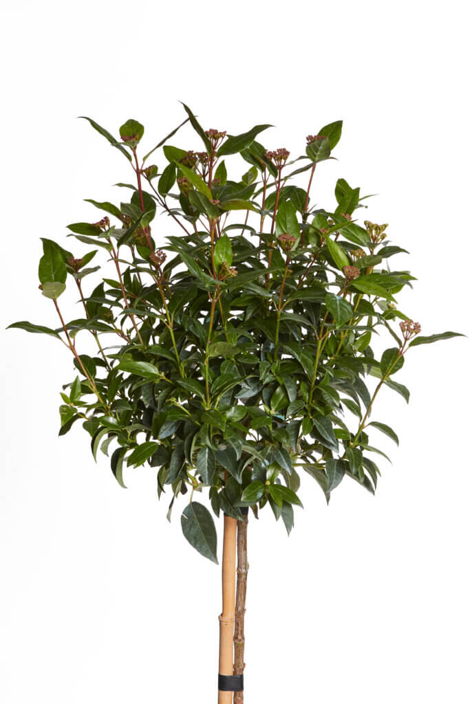 VIBURNUM TINUS SPIRIT (R-ROYALTY)
