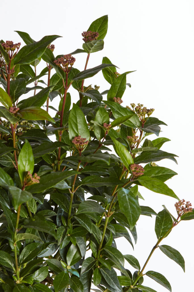 VIBURNUM TINUS SPIRIT (R-ROYALTY)