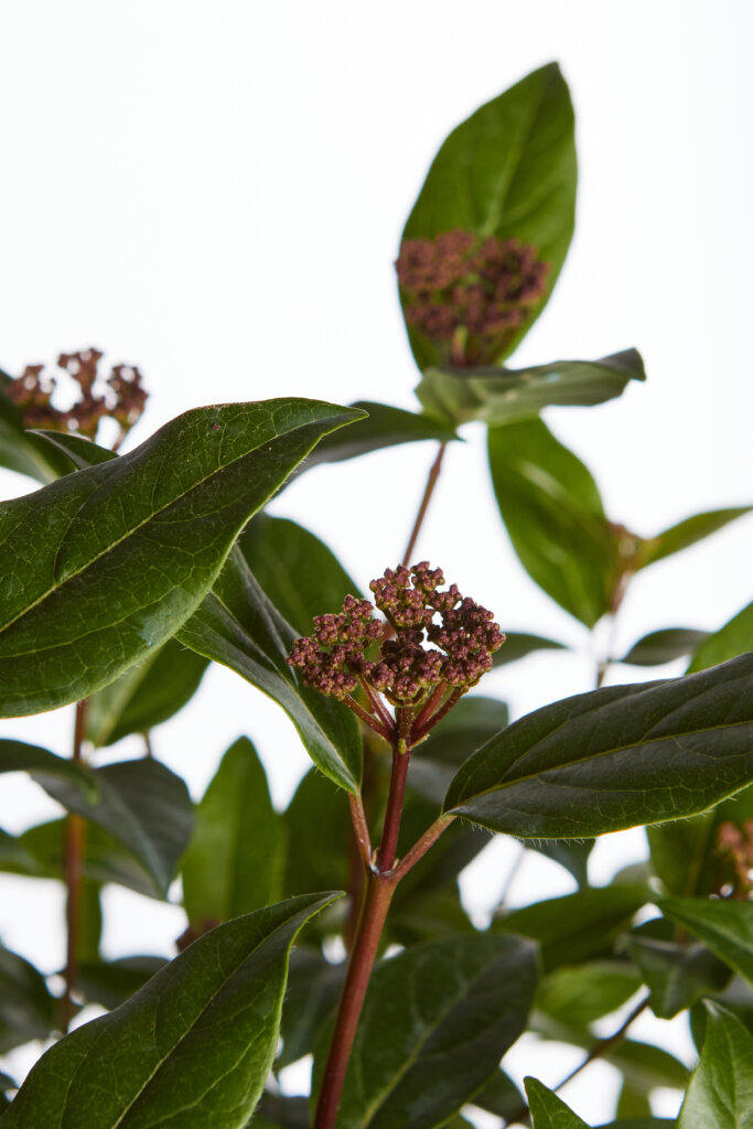 VIBURNUM TINUS EVE PRICE