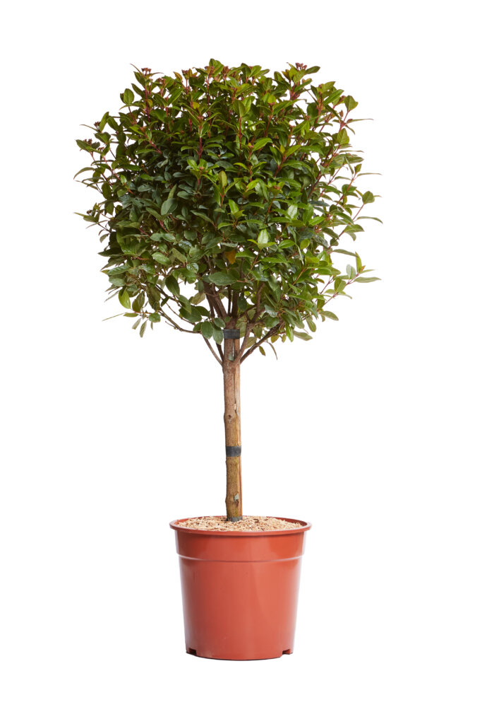 VIBURNUM TINUS SPIRIT (R-ROYALTY)