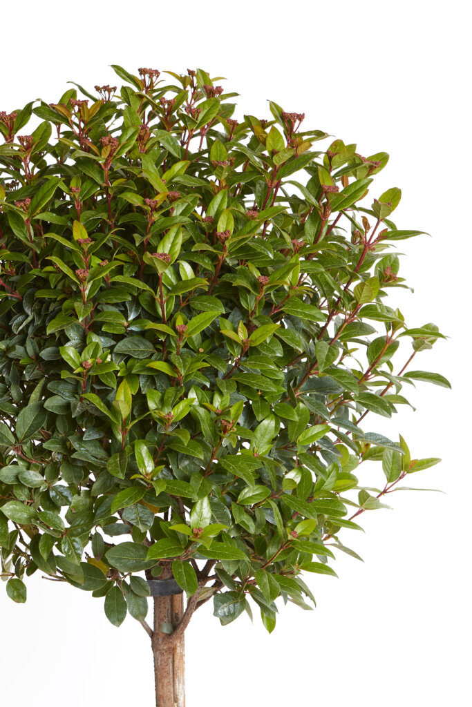 VIBURNUM TINUS SPIRIT (R-ROYALTY)