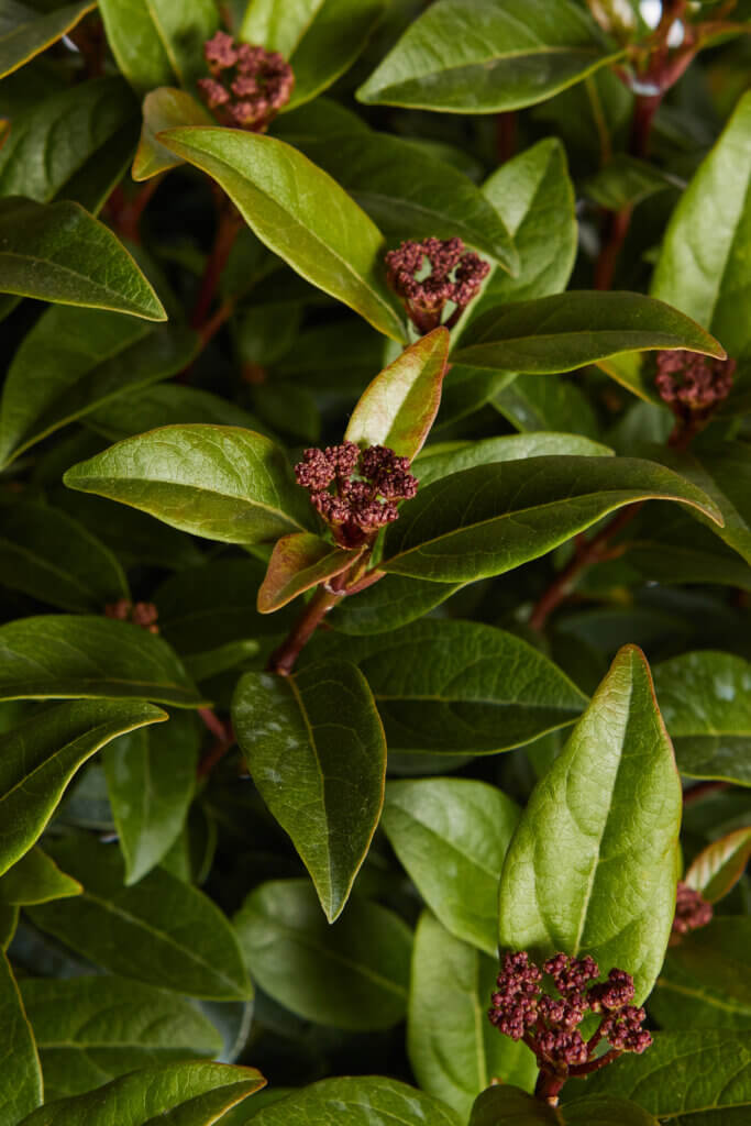 VIBURNUM TINUS SPIRIT (R-ROYALTY)