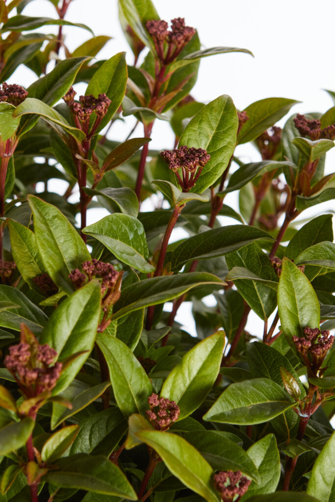 VIBURNUM TINUS SPIRIT (R-ROYALTY)