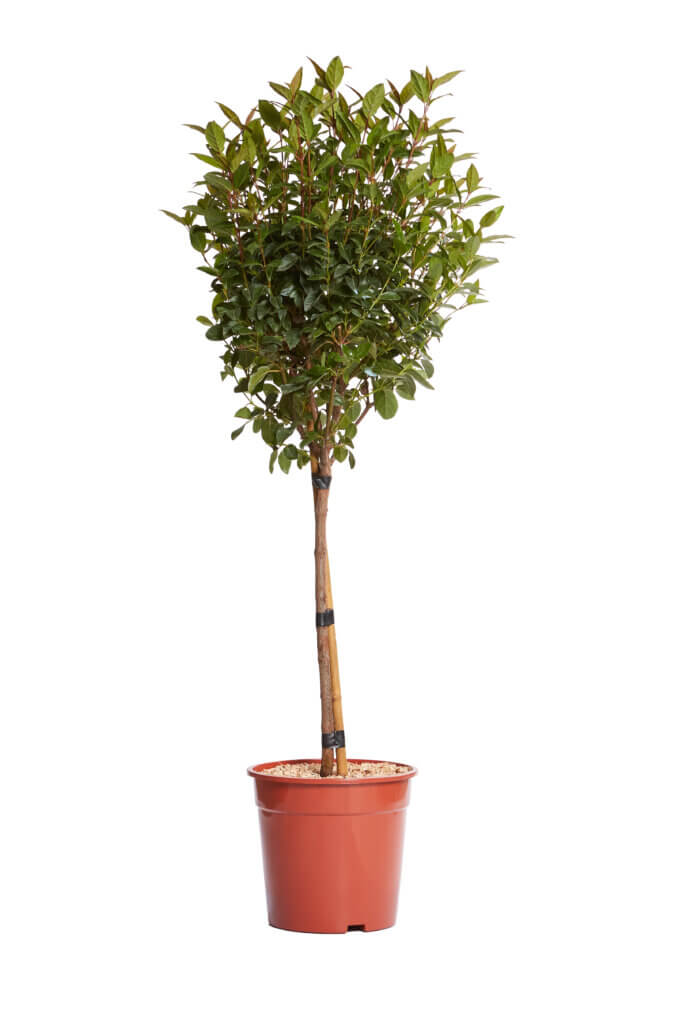VIBURNUM TINUS SPIRIT (R-ROYALTY)