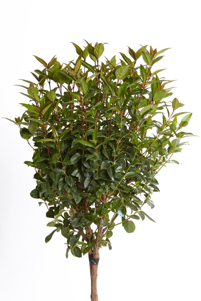 VIBURNUM TINUS SPIRIT (R-ROYALTY)