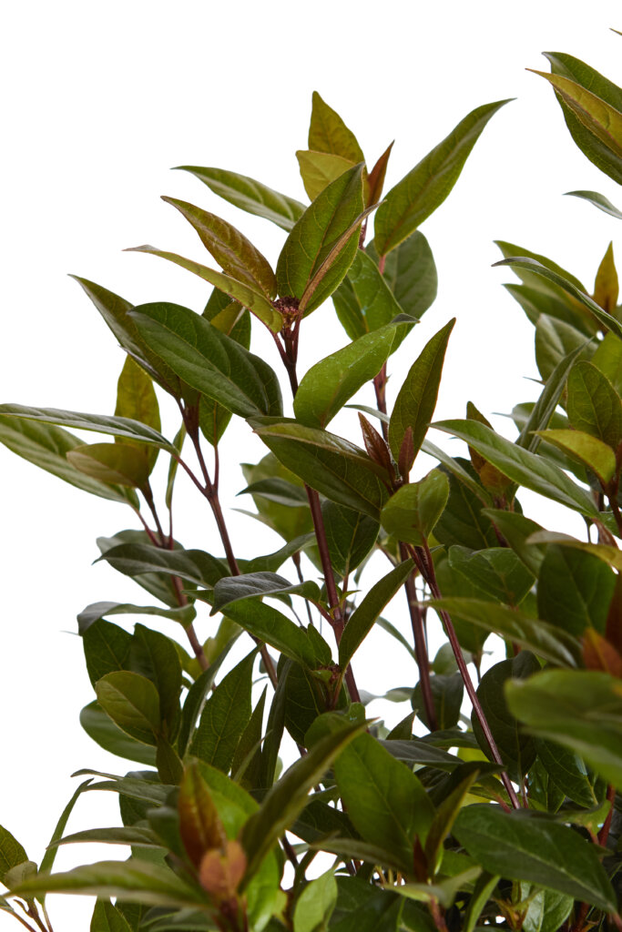 VIBURNUM TINUS SPIRIT (R-ROYALTY)