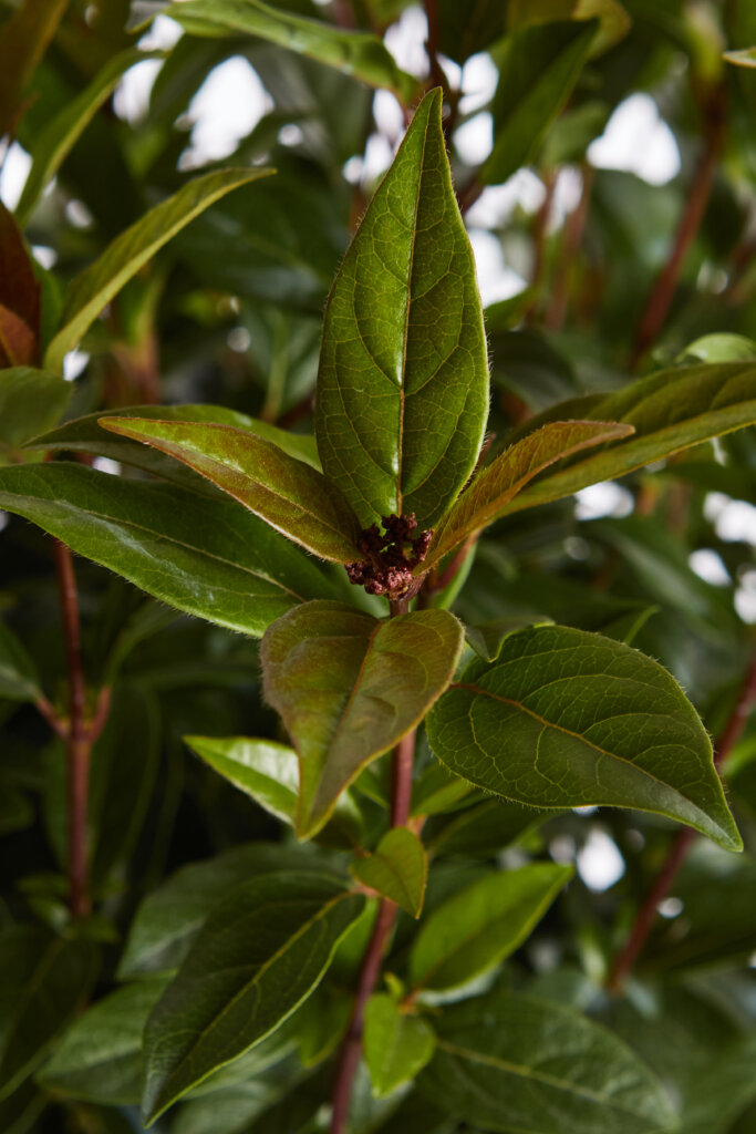 VIBURNUM TINUS SPIRIT (R-ROYALTY)