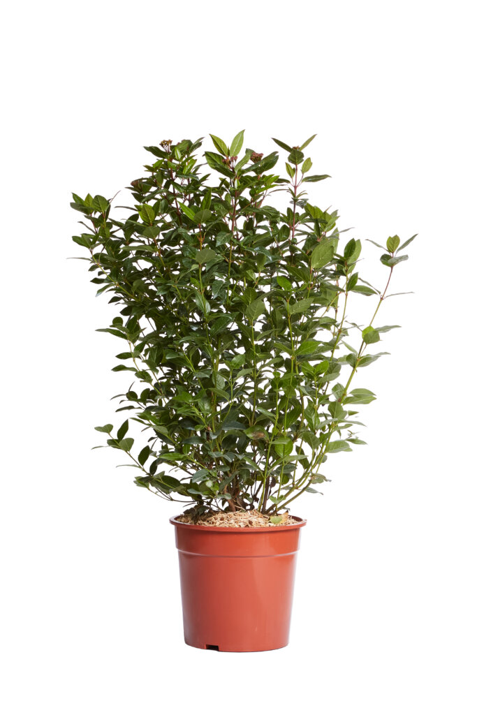 VIBURNUM TINUS SPIRIT (R-ROYALTY)