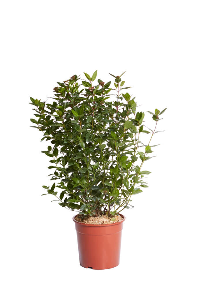 VIBURNUM TINUS SPIRIT (R-ROYALTY)