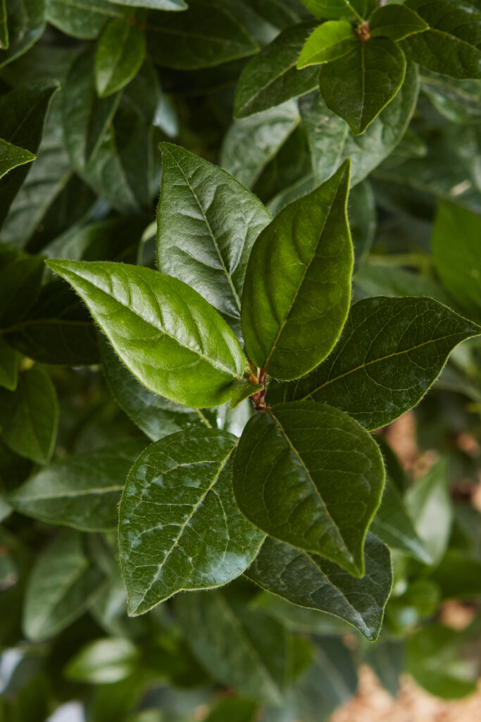 VIBURNUM TINUS SPIRIT (R-ROYALTY)