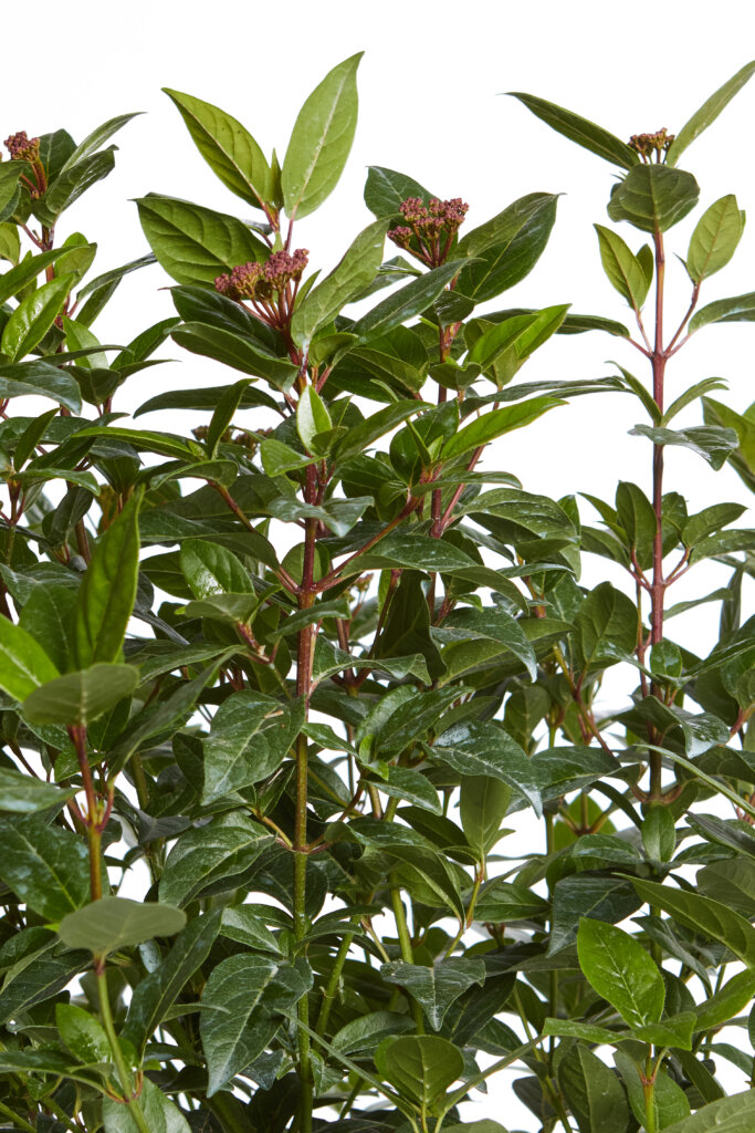 VIBURNUM TINUS SPIRIT (R-ROYALTY)