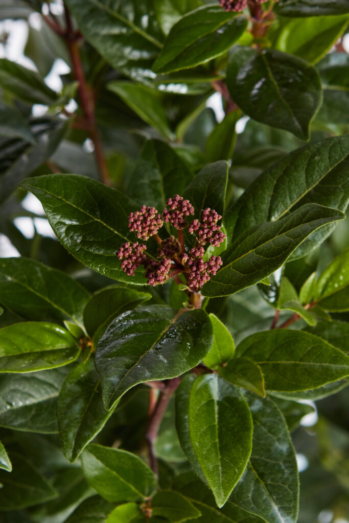 VIBURNUM TINUS SPIRIT (R-ROYALTY)