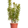ARBUTUS UNEDO