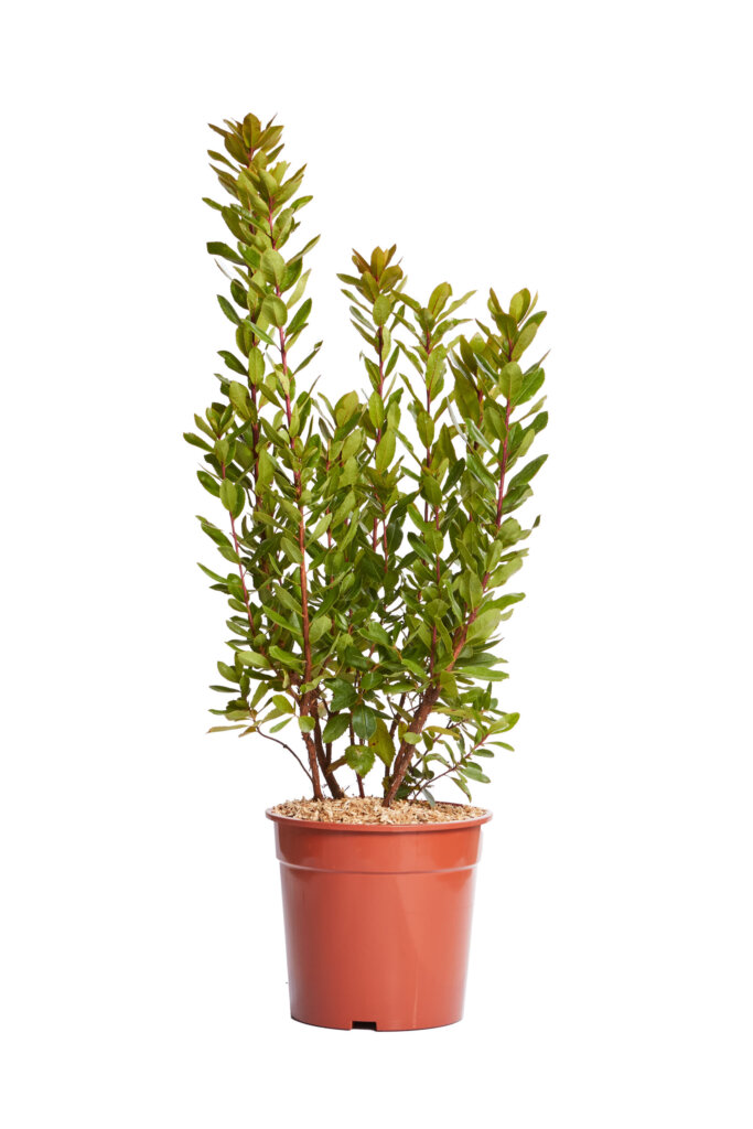 ARBUTUS UNEDO