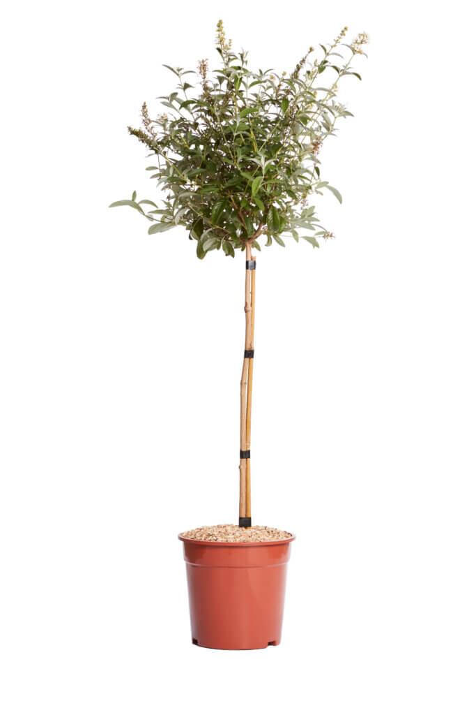 BUDDLEJA DAVIDII – FIORE BIANCO